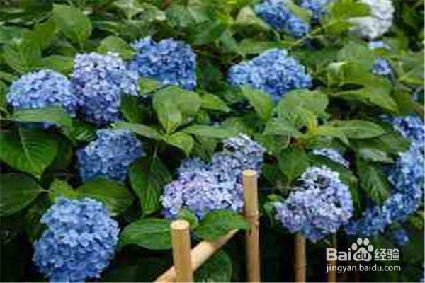 绣球花的注意事项和养殖方法是什么?