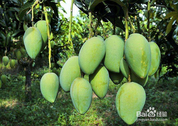 芒果种植的一些方法和经验