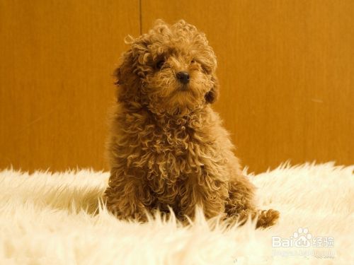 泰迪犬毛色变浅怎么办 泰迪毛色变白怎么办 百度经验