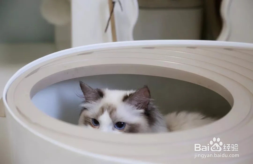 布偶猫掉毛严重怎么办