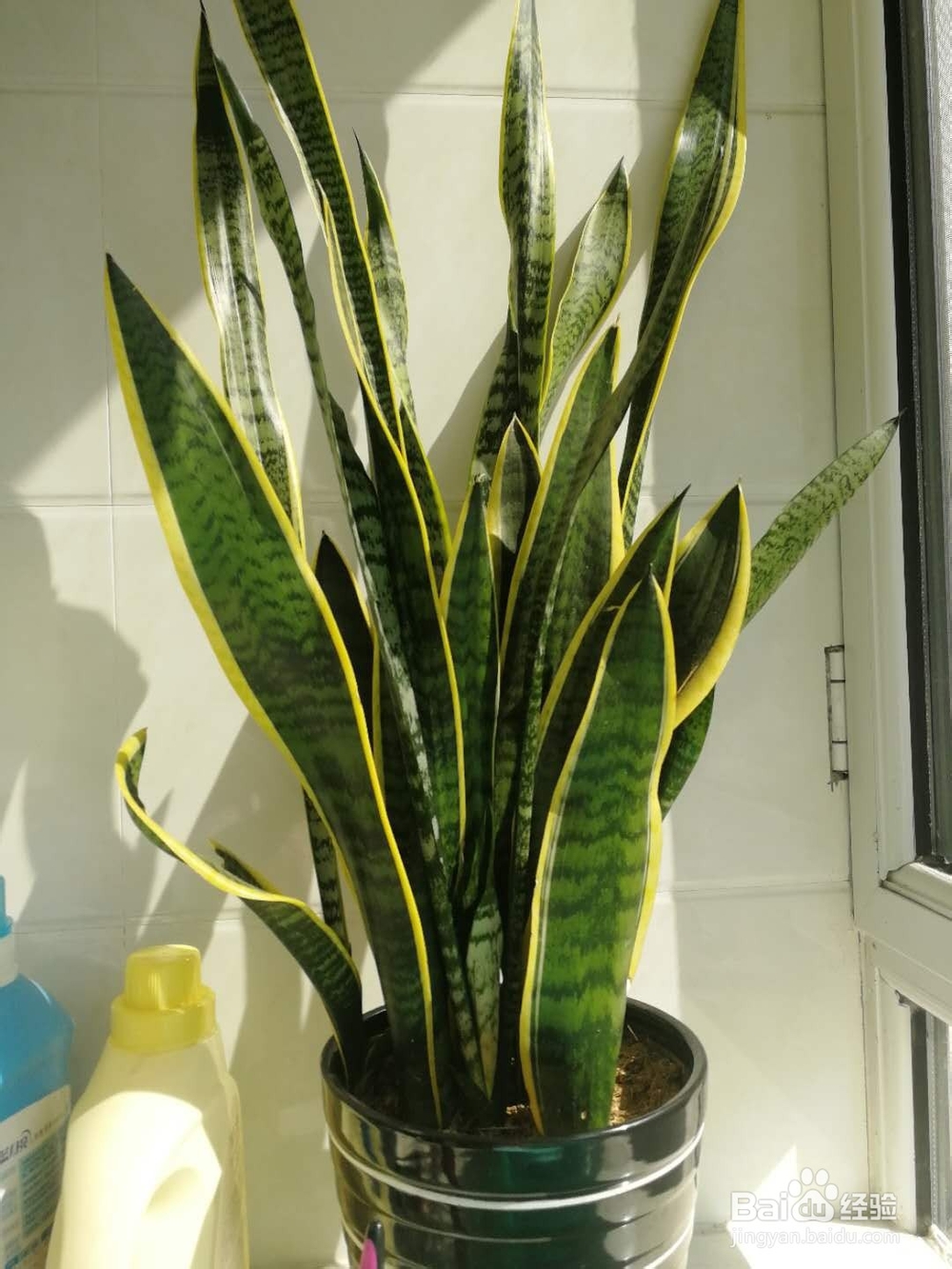 办公室里，办公桌上养什么绿植比较好