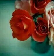 怎样洗掉棉质衣服上的霉点