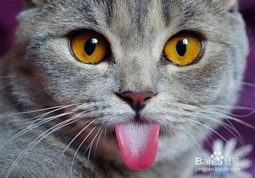 猫肚子有毛毛怎么处理
