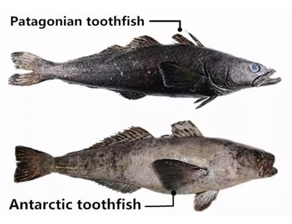 味噌香烤新西兰银鳕鱼