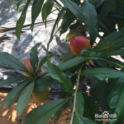 油桃的培育方法和注意事项