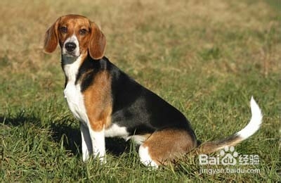 十大妙招搞定吉娃娃饲养