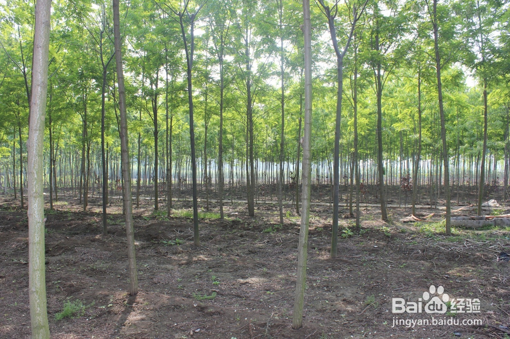 泓森槐附加效益