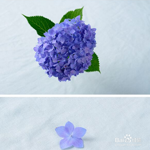 怎样养殖无尽夏植株