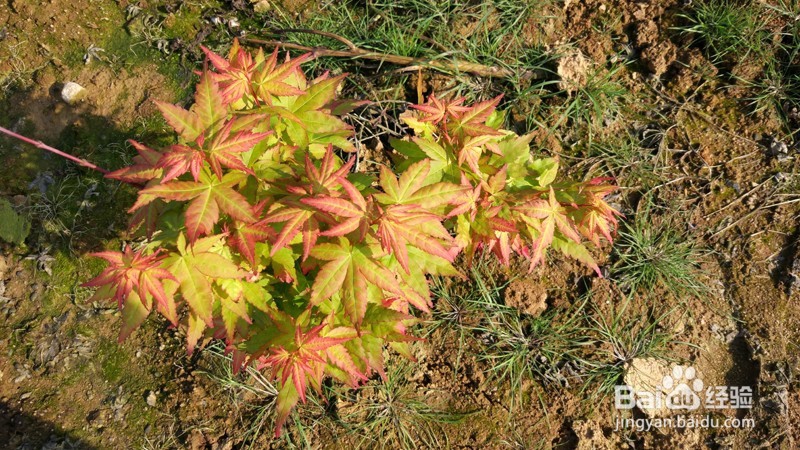 日本红枫苗、日本红枫树的种植方法