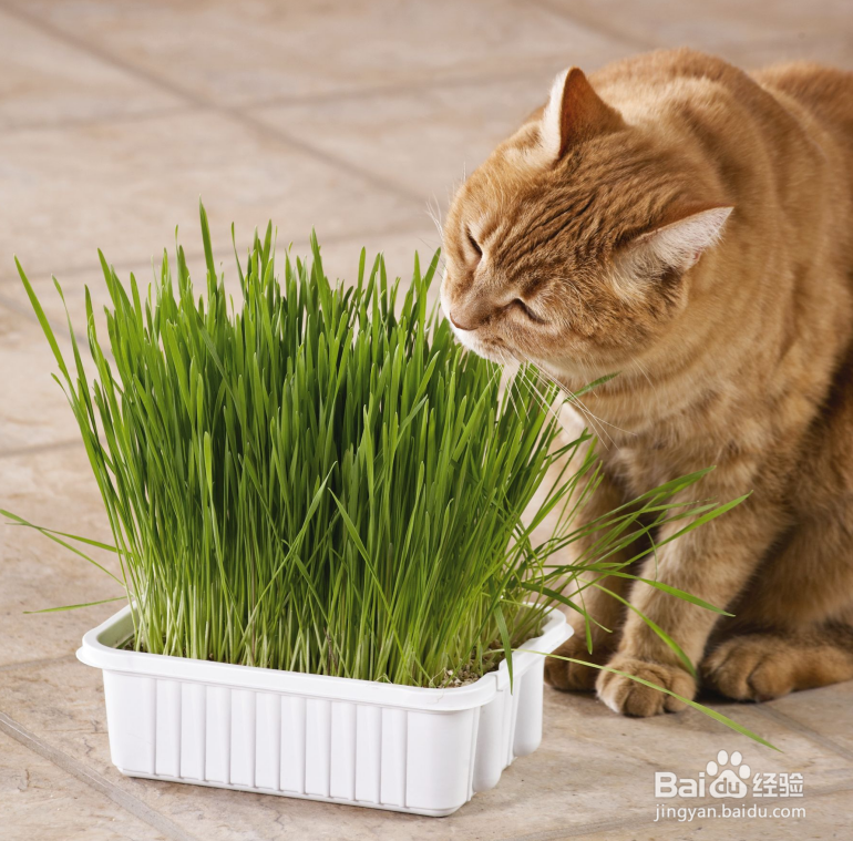 养猫能养什么植物