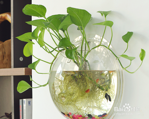 水养绿萝如何养鱼