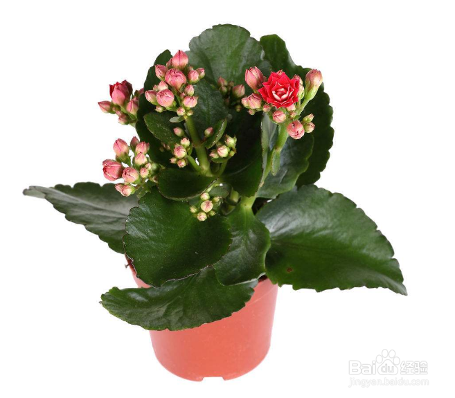 长寿花生虫怎么去除