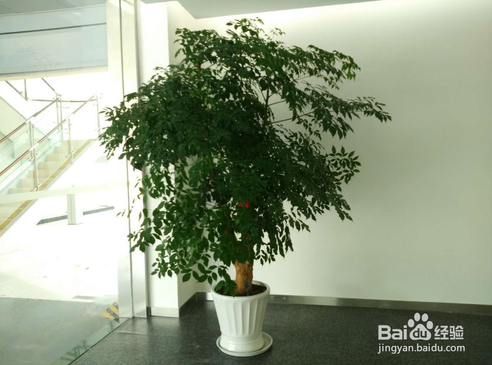 上海办公室植物租赁价格