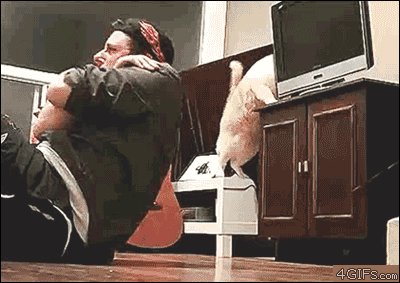 猫咪发现人类存在的终极奥秘