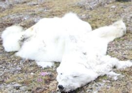 流言——真相：[2]北极熊是全球变暖死的吗