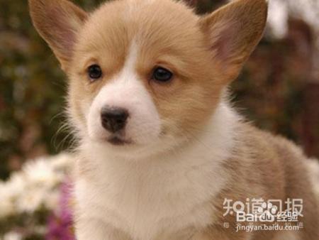 如何与幼犬相处？