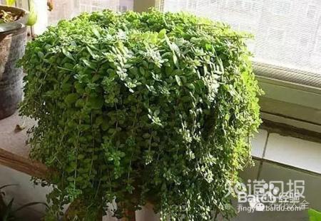 我们养的这些花农村到处都是