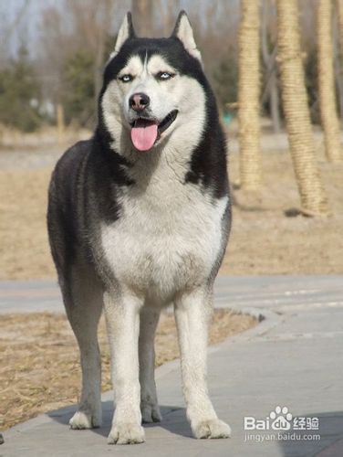 哈士奇日常锻炼的五个要点是什么