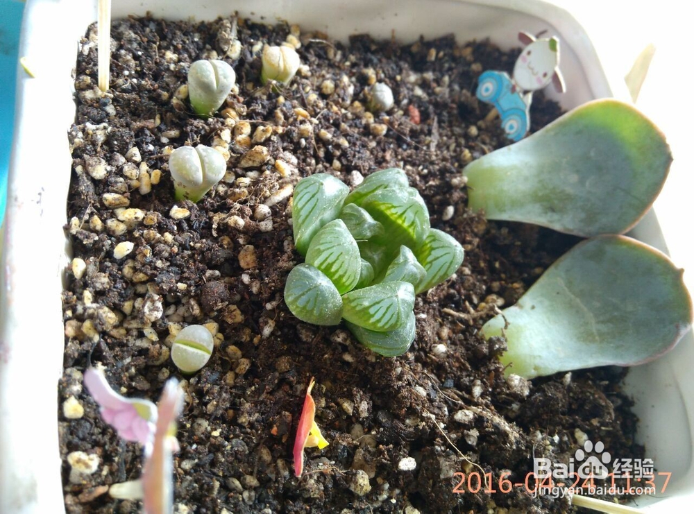 介绍可爱的玉露