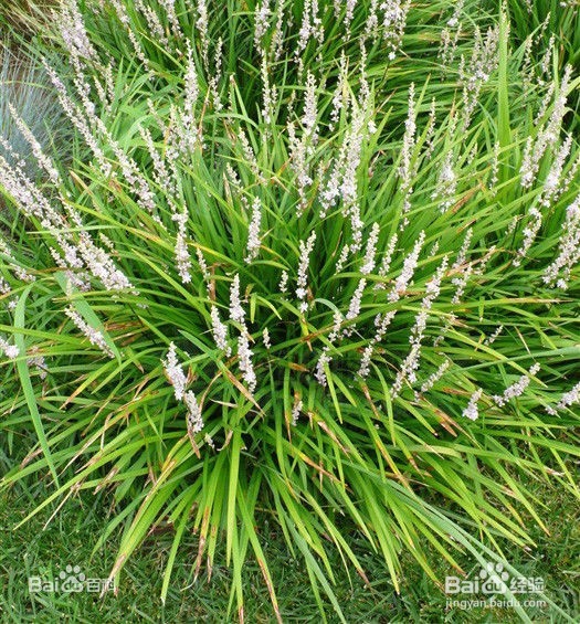 中医偏方书上那些关于免疫力的药食材