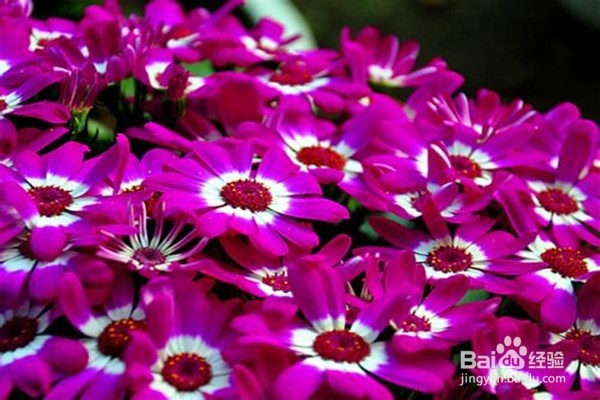 瓜叶菊怎么养比较好？