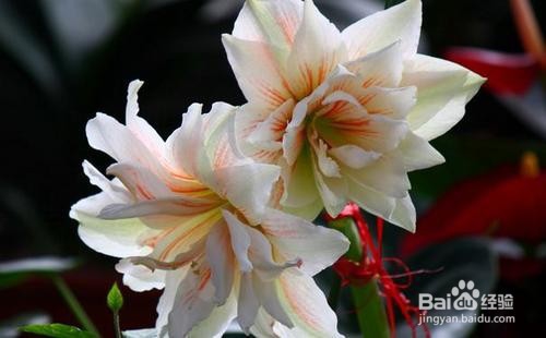 朱顶红的养殖方法和注意事项