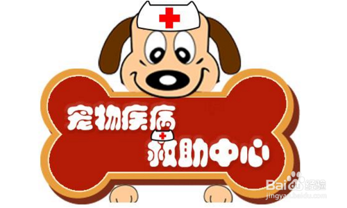 宠物狗掉毛怎么办,亲测有效