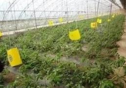怎样防治番茄黄化曲化病毒病