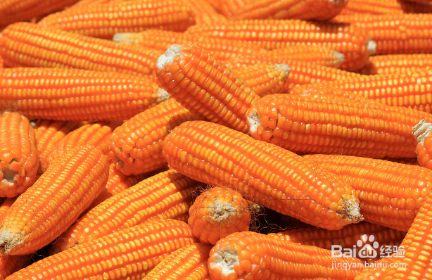 吃哪些食物对孩子的眼睛好