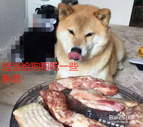 狗狗吃什么最有营养
