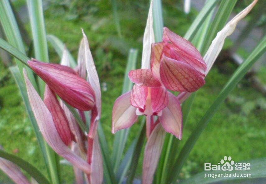 红花荷的养殖方法和注意事项