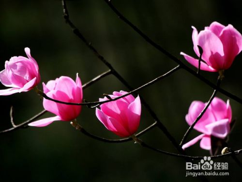 如何养殖辛夷花 百度经验