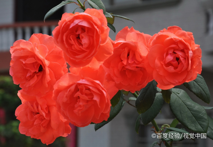 如何种植玫瑰花