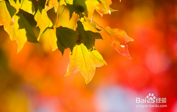 秋季饮食注意什么？