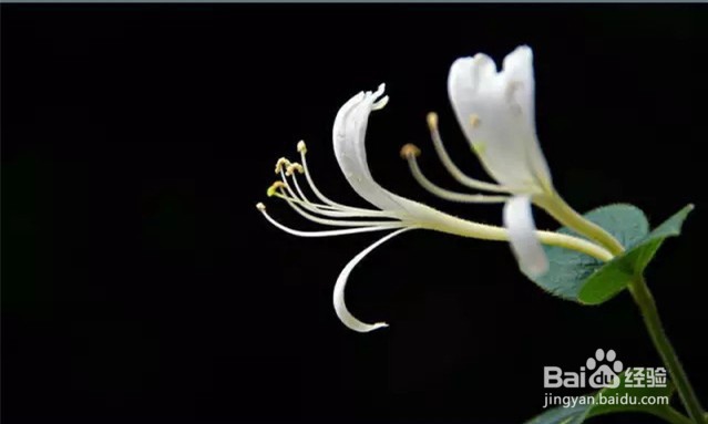 金银花烘干机的生产效果金银花热泵烘干机的应用