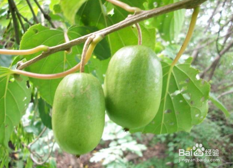 怎样种植软枣猕猴桃