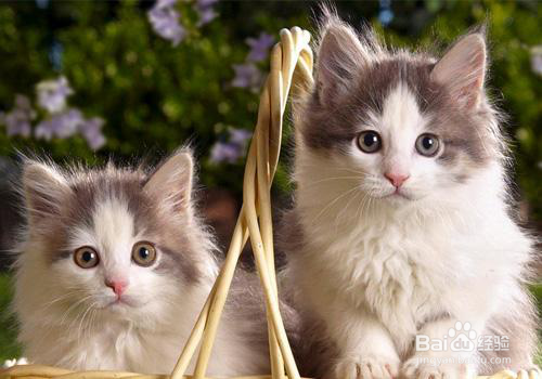 猫吃卵磷脂还是蛋黄更能美毛呢