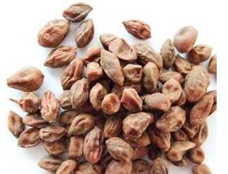 益智仁种植技术