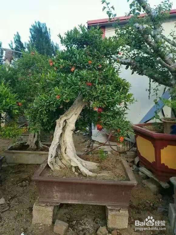 盆栽石榴,5个要点不可忽视,开花红艳艳