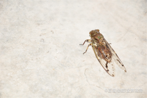 公知了叫还是母知了叫