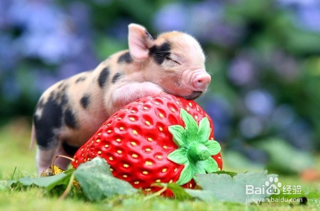 猪撞树上了怎么办