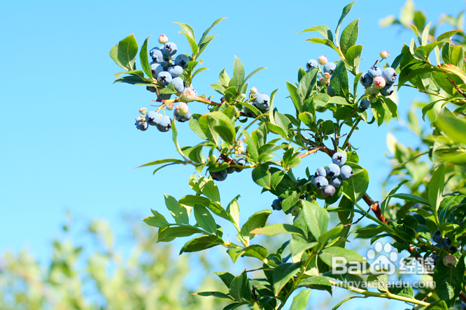 温哥华蓝莓园里的小清新