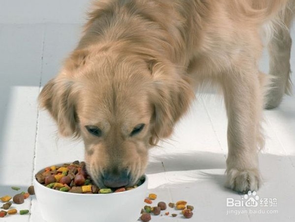 金毛犬喂食鸡架的正确方法