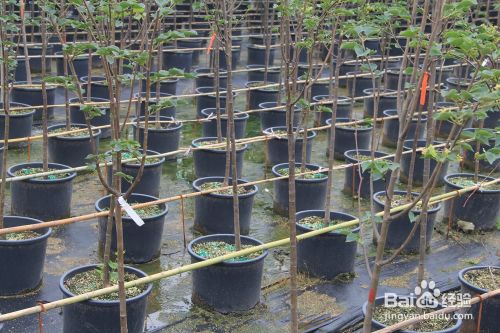 盆栽容器苗木的固定 百度经验 盆栽容器苗木的固定 百度经验