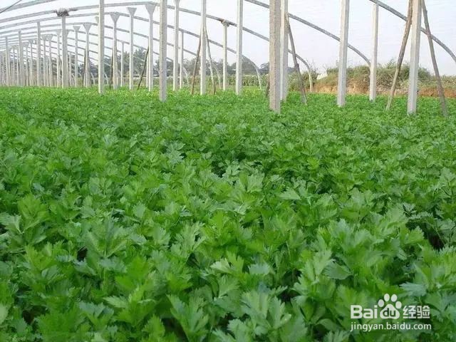 西芹的增产管理和施肥要点有什么？怎样施肥？