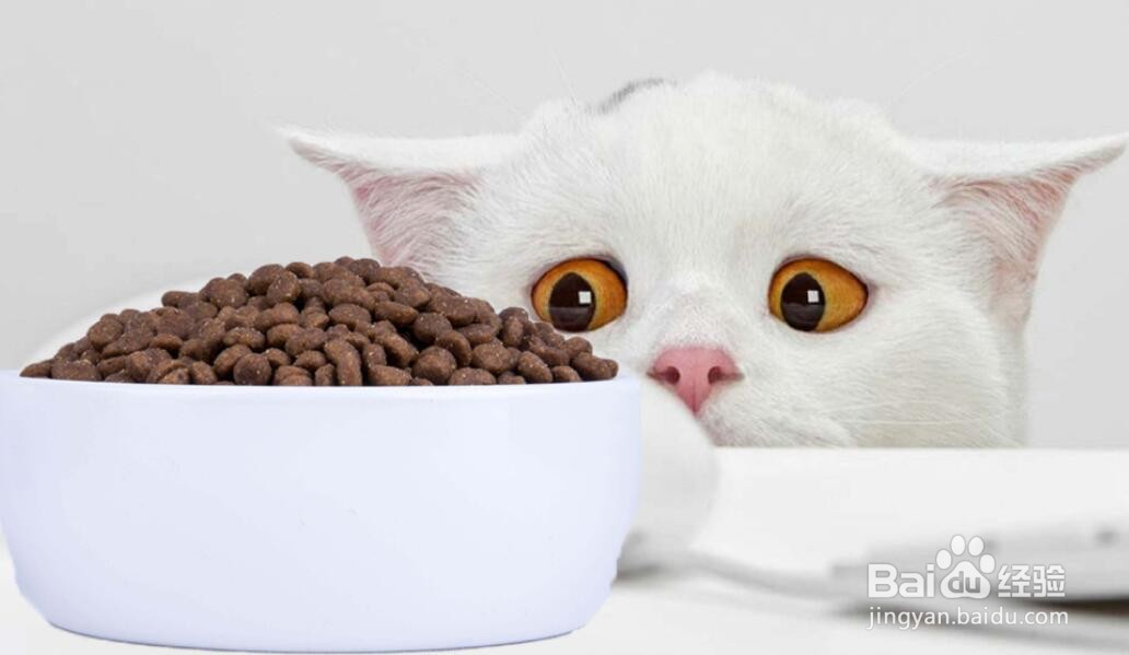 猫咪缺微量元素怎么补