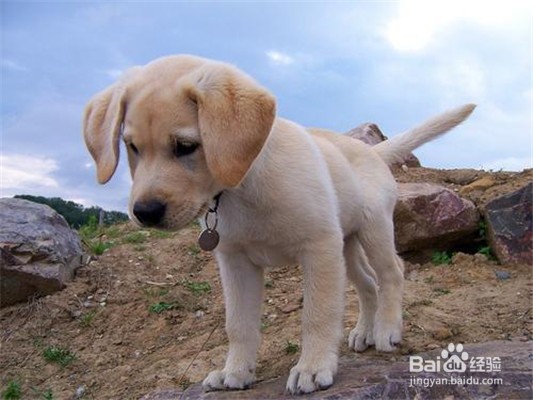 养拉布拉多犬需要注意什么事项