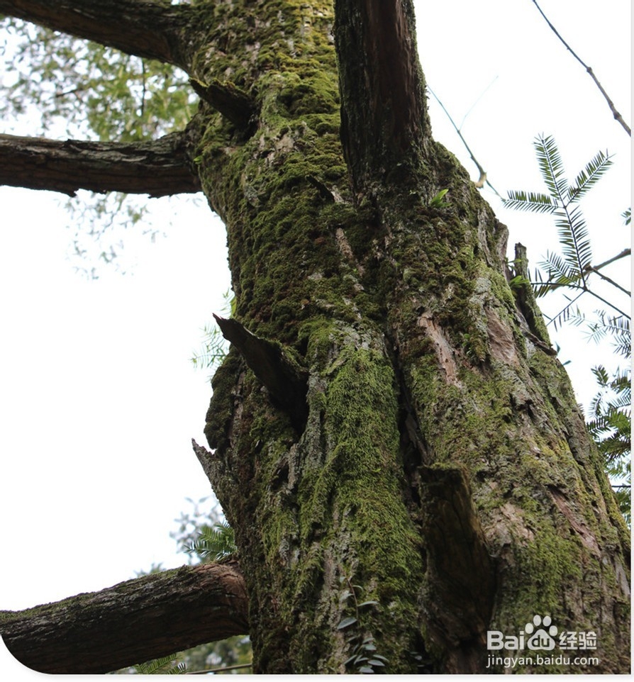 炒好的香榧怎么吃