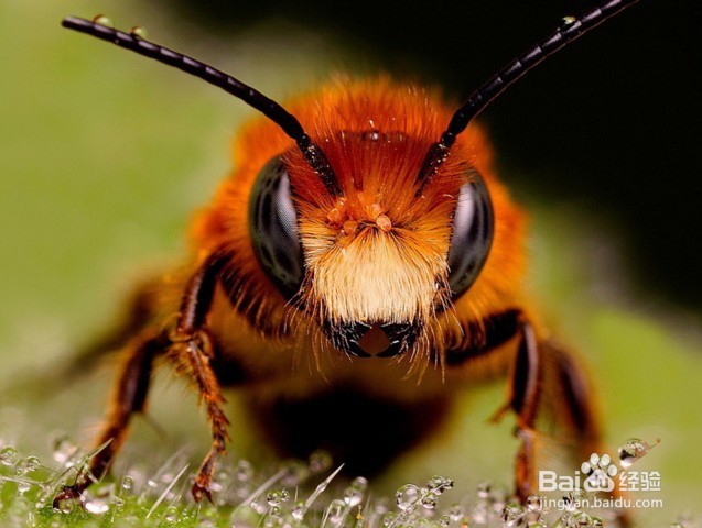 <b>如何减少被蜜蜂蛰的几率</b>
