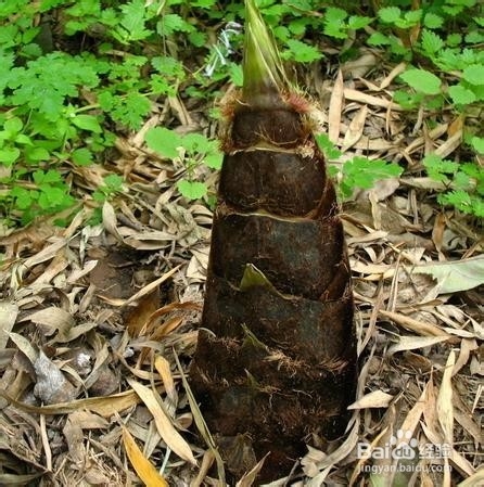 这几种食物通便润肠效果好轻松解决便秘问题! B